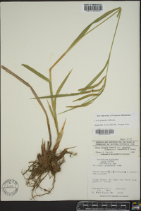 Carex gynandra image