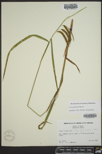 Carex gynandra image