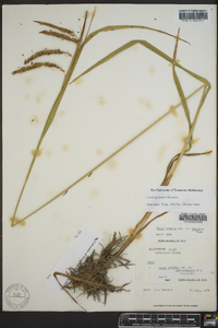 Carex gynandra image