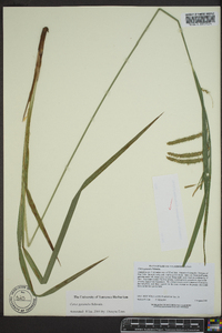 Carex gynandra image