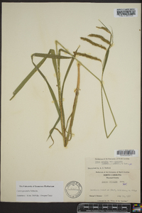 Carex gynandra image