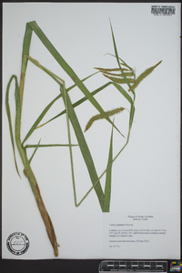 Carex gynandra image