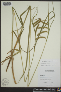 Carex gynandra image