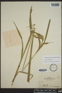 Carex gynandra image