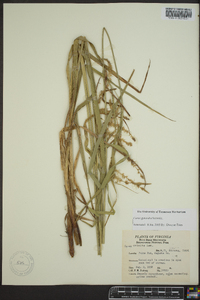 Carex gynandra image