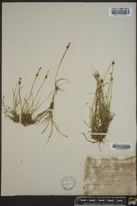 Carex gynocrates image