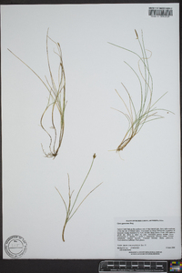 Carex gynocrates image