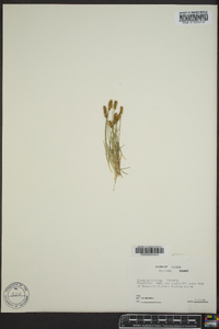 Carex gynocrates image