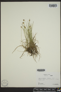 Carex gynocrates image