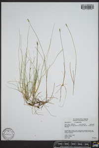 Carex gynocrates image