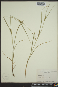 Carex hirta image