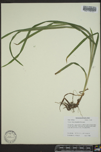 Carex hirtifolia image