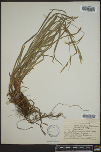 Carex hirtifolia image