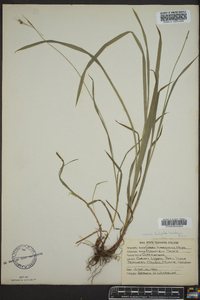 Carex hirtifolia image