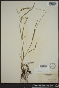 Carex hirtifolia image