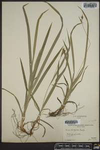 Carex hirtifolia image