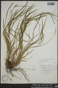 Carex hitchcockiana image