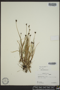 Carex holostoma image