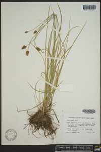 Carex hoodii image