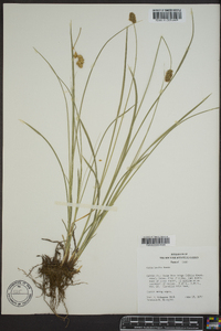 Carex hoodii image