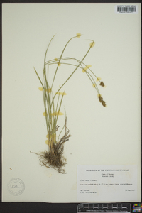 Carex hoodii image