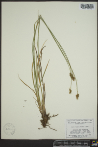 Carex hoodii image