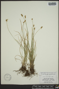 Carex hoodii image