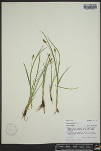 Carex hoodii image