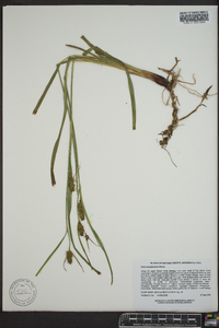 Carex houghtoniana image