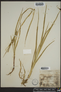 Carex houghtonii image