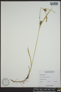 Carex houghtonii image