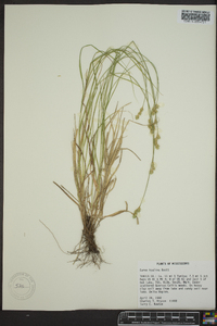 Carex hyalina image