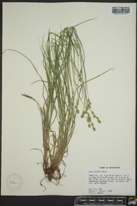 Carex hyalina image