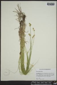 Carex hyalina image