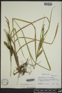 Carex hyalinolepis image