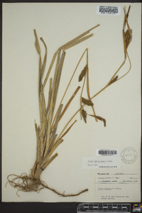 Carex hyalinolepis image