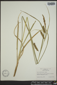 Carex hyalinolepis image