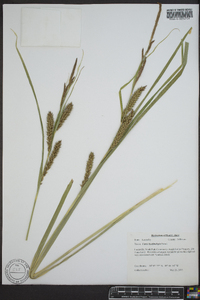 Carex hyalinolepis image