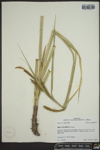 Carex hyalinolepis image