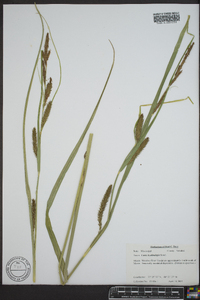 Carex hyalinolepis image