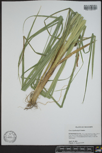 Carex hyalinolepis image