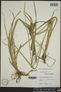 Carex hyalinolepis image