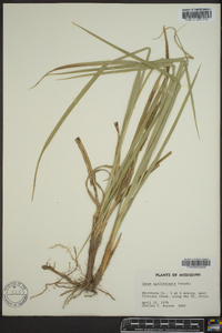 Carex hyalinolepis image