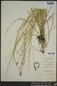 Carex incomperta image