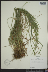 Carex impressinervia image