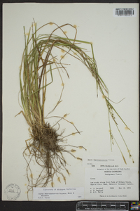 Carex impressinervia image