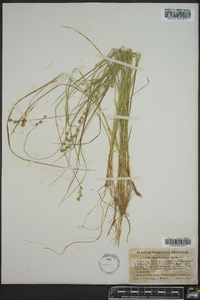 Carex incomperta image