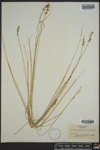 Carex incomperta image