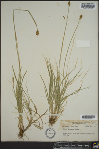 Carex incomperta image