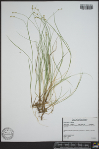 Carex interior image